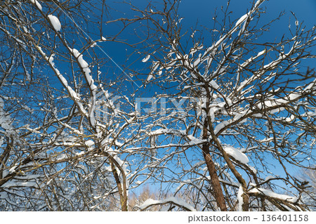Cold illumination on snow trees, Winter landscape with icy branches and bright sunlight, Chilly winter scene showcasing frosty trees beneath vast blue sky with sunlight Cold illumination on snow trees, Winter landscape with icy branches and bright sunlight, Chilly winter scene showcasing frosty trees beneath vast blue sky with sunlight 136401158