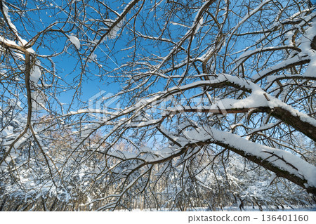 Winter branch imagery, Icecovered limbs highlighted by sunlight and shadow, Snowladen tree limbs displaying shimmering frost and soft shadow patterns through sunlight 136401160