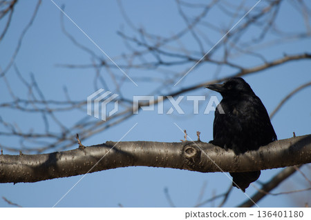 一隻烏鴉棲息在樹枝上，背景是藍天。 136401180