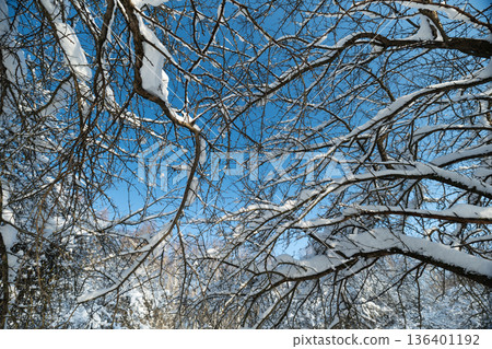 Winter orchard scenery, Frozen trees under clear sky, Silent snowcovered branches reach towards sky, Cold landscape filled with frosted trees and peaceful quietness 136401192