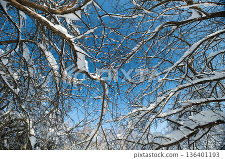 Crisp snowy branches under sky, Snowcovered twigs contrast with clear winter atmosphere today, Barren icy tree limbs extend under vivid blue sky in cold winter scenery today 136401193