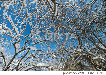 Frostcovered twigs against sky, Chaotic snowdusted branches creating textured winter scene, Turbulent composition of branches laden with frost and snow under moody winter sky 136401198