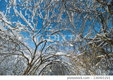 Detailed icy branch against sky, Close view of frostcovered twigs beneath blue sky, Detailed study of snowladen twigs decorated by crystalline frost against bright blue sky 136401201