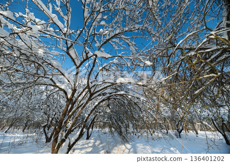 Bright sky shadows on snow, Frozen branches under clear blue sky casting long shadows, Snowladen branches against azure sky with sunlight creating elongated shadows 136401202