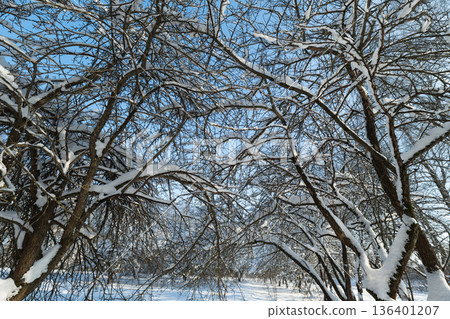 Snowcovered limb arrangements create intricate sky and texture, Dense network of snowladen branches crafts elaborate sky design suitable for artistic backgrounds 136401207