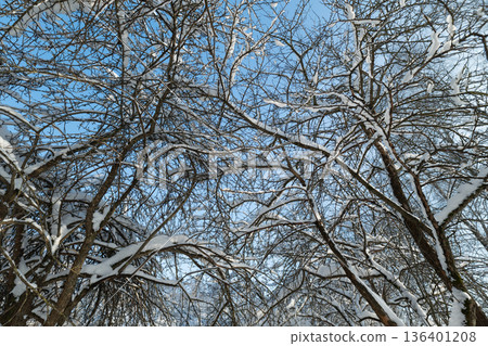 Snowcovered branches arch beneath clear sky, park viewpoint with soft blue light and delicate frosted twigs, calm winter mood ideal for backgrounds and seasonal marketing 136401208