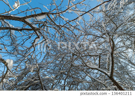 Intricate icy twig textures, Closeup of frost on delicate tree branches against sky, Detailed image capturing frozen ice crystals on snowladen twigs with vibrant contrast 136401211