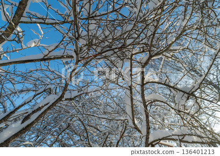 Snowy orchard branches under blue sky with soft morning light, layered rows of twigs and buds visible, scene suggests pruning inspection or seasonal landscape study Snowy orchard branches under blue sky with soft morning light, layered rows of twigs and buds visible, scene suggests pruning inspection or seasonal landscape study 136401213