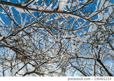 Snow covered branches against bright sky forming intricate geometric patterns, sunlight highlighting ice rims and tiny buds, crisp cold atmosphere for botanical and design use Snow covered branches against bright sky forming intricate geometric patterns, sunlight highlighting ice rims and tiny buds, crisp cold atmosphere for botanical and design use 136401214
