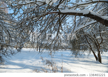 Winter forest clearing, Snowy field with sparse woods, Frozen orchard with scattered trees and clear sky, Snowdusted orchard open space with few trees and bright sky Winter forest clearing, Snowy field with sparse woods, Frozen orchard with scattered trees and clear sky, Snowdusted orchard open space with few trees and bright sky 136401221