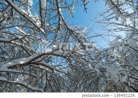 Branches dusted with fresh snow, Winter landscape featuring snowcovered branches against bright sky, Serene winter scene with snowladen twigs and vibrant blue sky background Branches dusted with fresh snow, Winter landscape featuring snowcovered branches against bright sky, Serene winter scene with snowladen twigs and vibrant blue sky background 136401226