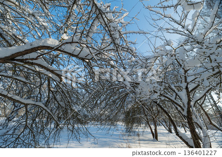 Frozen snow tunnel, Snowcovered tree branches form quiet passageway, Heavy snow on orchard branches creates serene tunnel inviting calm exploration and peaceful reflection Frozen snow tunnel, Snowcovered tree branches form quiet passageway, Heavy snow on orchard branches creates serene tunnel inviting calm exploration and peaceful reflection 136401227