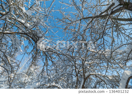 Bright winter scene, Frozen branches under vivid sky, Icy branches glow amidst colorful winter backdrop, Sunlight reflects on bare branches with vibrant sky background Bright winter scene, Frozen branches under vivid sky, Icy branches glow amidst colorful winter backdrop, Sunlight reflects on bare branches with vibrant sky background 136401232
