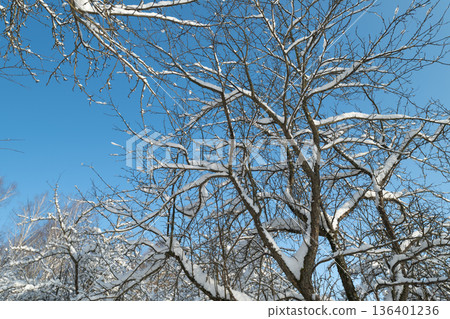 Winter tree scene, Serene snowy tree landscape, Calm winter setting showcasing icy tree and sky, Beautiful winter display with frosted branches and transparent blue sky Winter tree scene, Serene snowy tree landscape, Calm winter setting showcasing icy tree and sky, Beautiful winter display with frosted branches and transparent blue sky 136401236