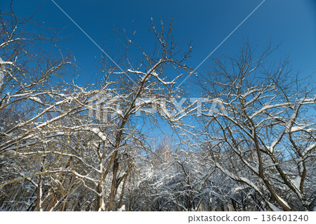 Clear blue sky with snow covered limbs, Snow covered branches against vibrant blue daytime sky, Crisp snowdusted branches frame expansive blue sky beneath bright midday sunlight Clear blue sky with snow covered limbs, Snow covered branches against vibrant blue daytime sky, Crisp snowdusted branches frame expansive blue sky beneath bright midday sunlight 136401240