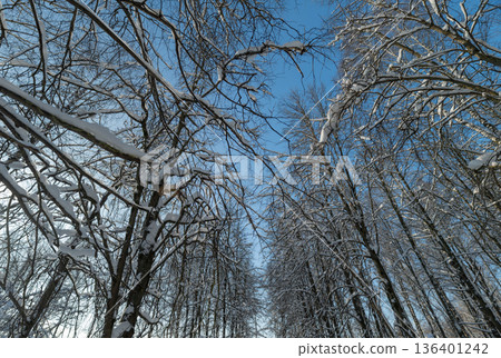 Snowy trees with bright sunlight, Snowladen trunks stretch upward against vivid sky background, Dense snowy forest with sunlight creating striking silhouettes for visuals 136401242