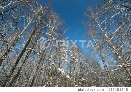 Snowy trees view, Snowladen trees reaching towards crystal clear sky view, Majestic frosted forest with vibrant blue background perfect for winter adventuring imagery 136401246