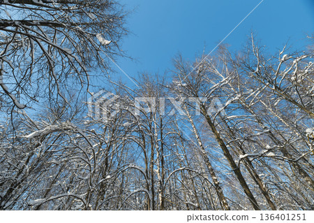 Silent trees under clear skies, Calm winter scene with frosted trees and tranquil daylight, Serene woodland view featuring snowcovered peaks beneath vibrant blue sky 136401251