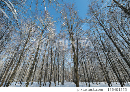 Endless row of birch trees in snow, Snowcovered birch forest extends to distant horizon, Expansive winter landscape of white snow with tall birch trees reaching skyward 136401253
