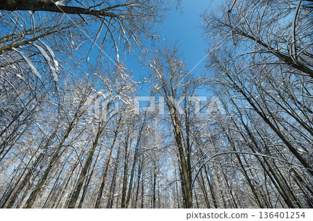 Intertwined branches covered in frost, Closeup view of frostladen birch twigs reaching upward against vivid blue sky background with textured bark accents and gentle shadows 136401254