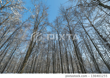 Birch forest imagery, Vivid outdoor trail scene with slender birch trunks and snow, Lush winter landscape featuring dense birch grove and crisp outdoor lighting conditions 136401255