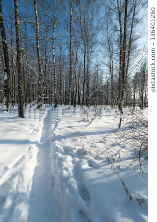 Sunlit winter passage lined with birch. Warm lowangle light creating long shadows, gentle gradient of blue sky to horizon, invitation for morning walk or outdoor wellness ritual Sunlit winter passage lined with birch. Warm lowangle light creating long shadows, gentle gradient of blue sky to horizon, invitation for morning walk or outdoor wellness ritual 136401260