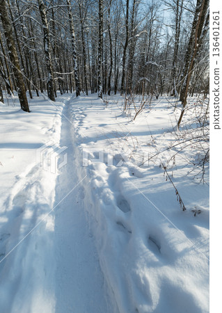 Narrow snow path leading through grove. Compact track cuts clean route through drifts, footprints and ski lines suggest recent passage, cold air, hushed woodland atmosphere 136401261