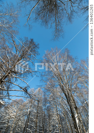 Bright day energizes peaceful surroundings, Sunshine streams through trees creating calm environment, Refreshing daylight filters through leaves promoting relaxation and wellbeing Bright day energizes peaceful surroundings, Sunshine streams through trees creating calm environment, Refreshing daylight filters through leaves promoting relaxation and wellbeing 136401265