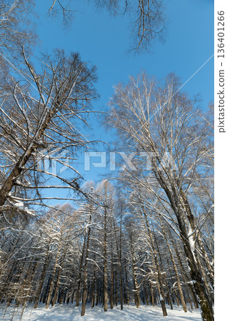 Bright sky over lush forest canopy beckons exploration, Expansive view of birch forest beneath bright azure sky encourages peaceful outdoor escape and tranquility 136401266