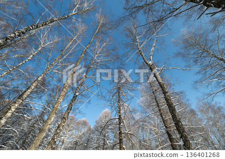 Trees winter art, Frosty trees with bright sky, Stylized depiction of winter trees and open sky, Abstract representation of cold vegetation and clear winter sky Trees winter art, Frosty trees with bright sky, Stylized depiction of winter trees and open sky, Abstract representation of cold vegetation and clear winter sky 136401268