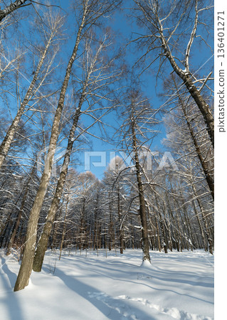 Tall trees skyward, Serene landscape featuring tall birch trees and snowy terrain, Vast forest scene showcasing slender birch trees beneath clear winter sky with snow on ground 136401271