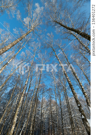 Peaceful winter woodland landscape image, Serene snowy grove with tall white birches, Calm winter forest scene showcasing snowladen trees and gentle morning illumination 136401272