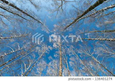 Tranquil pattern with light snow on delicate birch trees, Serene display of evenly spaced white snow dusted birch trees against azure backdrop for reflection and aesthetic design Tranquil pattern with light snow on delicate birch trees, Serene display of evenly spaced white snow dusted birch trees against azure backdrop for reflection and aesthetic design 136401274