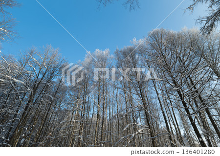 Dense birch forest stretching into sky, distant trunks forming rhythmic pattern, frost clinging to bark creating serene cold season landscape for backgrounds or editorial use 136401280