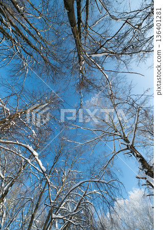 Snowy twigs contrast bright horizon, Open landscape with frosty branches and clear blue skies, Frozen forests under luminous sky with snowcovered twigs and optimistic scenery 136401281