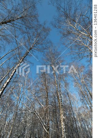 Birch trees radiate brightness, Slim birch trunks with gentle sunlight, Delicate birch branches under blue sky, Graceful birch trees set against vivid expanse of clear blue sky Birch trees radiate brightness, Slim birch trunks with gentle sunlight, Delicate birch branches under blue sky, Graceful birch trees set against vivid expanse of clear blue sky 136401288