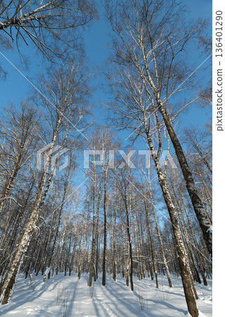 Snowy nature walk, Dappled sunlight guides peaceful winter forest strolls, Serene snowy pathway through trees invites leisurely outdoor adventures and nature immersion Snowy nature walk, Dappled sunlight guides peaceful winter forest strolls, Serene snowy pathway through trees invites leisurely outdoor adventures and nature immersion 136401290