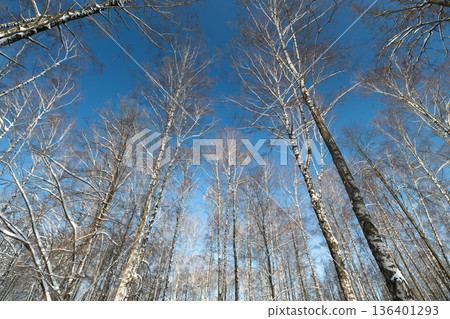 Silhouetted birch twigs with subtle catkins for design projects, High contrast arrangement of bare birch branches and fine twig network suitable for creative backgrounds Silhouetted birch twigs with subtle catkins for design projects, High contrast arrangement of bare birch branches and fine twig network suitable for creative backgrounds 136401293