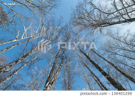 Branches stretch skyward, Vivid winter scenery showcases trees reaching up into sky, Lively outdoor winter landscape depicts branches climbing towards clear and open sky 136401299