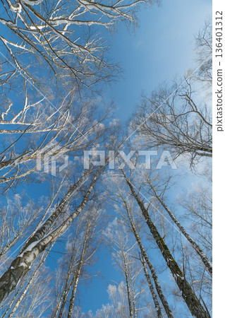Bright sky foliage, Lightfilled trees amid calm sky, Sunlit birch branches against gentle sky backdrop, Illuminated birch canopies contrasted with tranquil sky setting 136401312