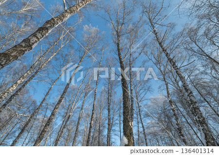 Dynamic lowangle birch trunks reaching sky, dramatic converging lines, highcontrast winter light, energetic composition for modern design, architecture, and editorial use 136401314