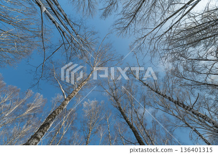 Lush birch forest with open sky backdrop, Majestic birch trees creating wide open landscape view, Broad canopy of birch trees framing lively sky with sense of openness Lush birch forest with open sky backdrop, Majestic birch trees creating wide open landscape view, Broad canopy of birch trees framing lively sky with sense of openness 136401315