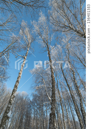 Tall birch trunks rising toward sky, vertical rhythm of bark and limbs, cool winter light, sense of elevation and scale, perfect for outdoor adventure, editorial layouts 136401383