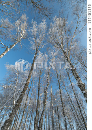Winter forest passage, Icecovered trees extend skyward, Alpine birch trail with icy branches, Snowcapped birch lane stretching upwards under bright winter light 136401386