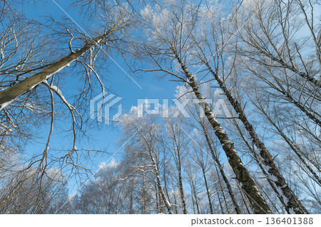 Minimalist scene showcasing icy birch trunks against bright blue sky, Abstract image of frostcovered birch trees with vivid blue sky background and graphic rhythm 136401388