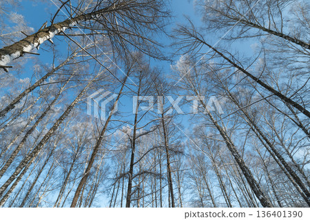 Bright morning in woodland, Quiet scene of frosty forest, Serene winter landscape with icy trees and clear sky, Calm scene of snowlaced birch trees reaching into blue sky 136401390