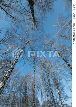 High vertical birch perspective against sky, strong linear rhythm of trunks and branches forming natural geometry, minimalist palette suited for editorial and architecture projects High vertical birch perspective against sky, strong linear rhythm of trunks and branches forming natural geometry, minimalist palette suited for editorial and architecture projects 136401395