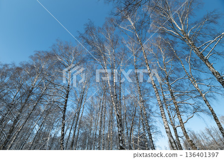 Frosty birch scene, Early day frost bathes birch grove with vibrant sky backdrop, Serene early morning scene showcasing frostcovered birch trees under bright blue sky Frosty birch scene, Early day frost bathes birch grove with vibrant sky backdrop, Serene early morning scene showcasing frostcovered birch trees under bright blue sky 136401397