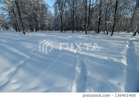 Winter activity scene, Snowy trail through quiet birch forest, Untrodden snowcovered pathway winding through dense birch trees with long shadows and peaceful atmosphere 136401400