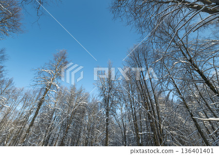 Birch trunks scene, Vertical arrangement of tree trunks emphasizes peaceful atmosphere, Fresh winter air is highlighted by pale bark reflections and tranquil scenery Birch trunks scene, Vertical arrangement of tree trunks emphasizes peaceful atmosphere, Fresh winter air is highlighted by pale bark reflections and tranquil scenery 136401401